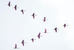 birds